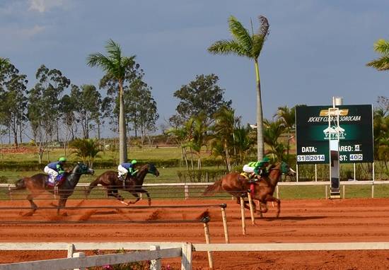 img uisque verde