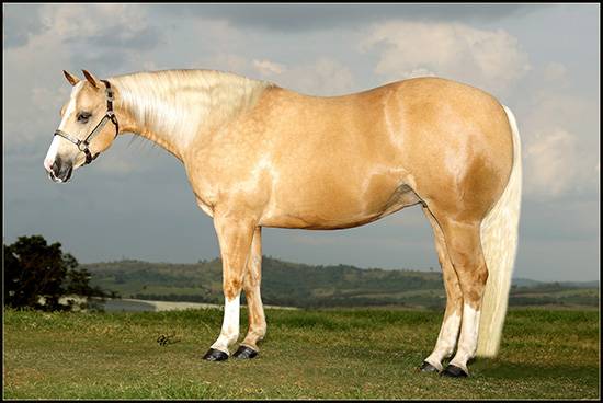 Jessi Dual Haras Motta