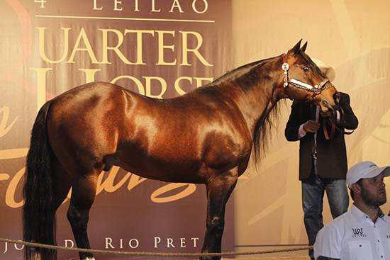 Chamada Quarter Horse in Family Celebration