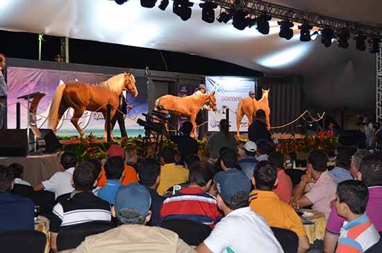 foto abre quarter horse alagoas