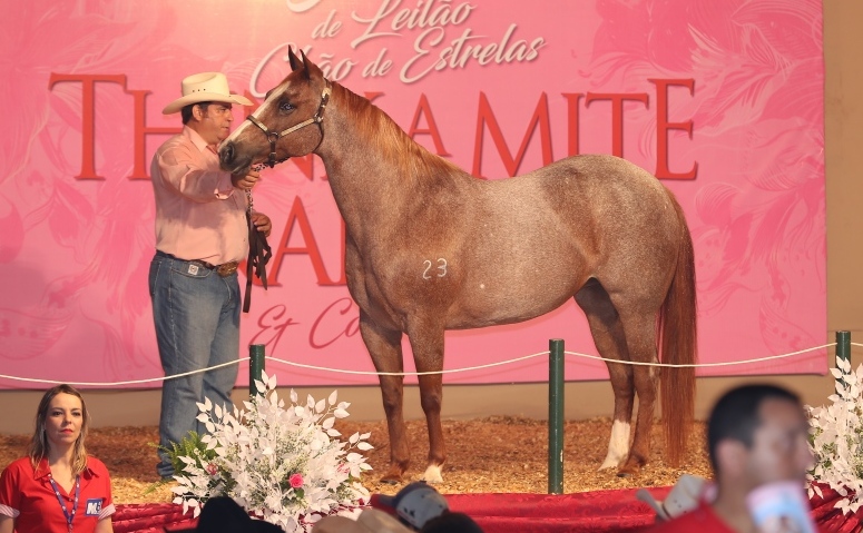 Ferntastic passou a fazer parte do selecionado plantel do Paddock Ranch