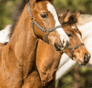 Dois cavalos