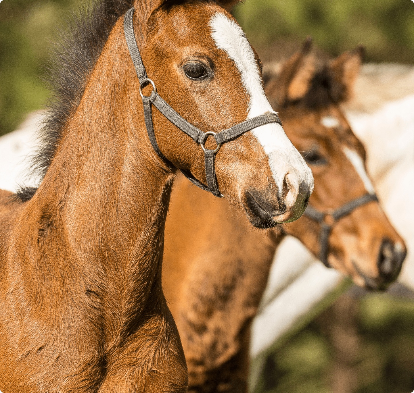 Dois cavalos