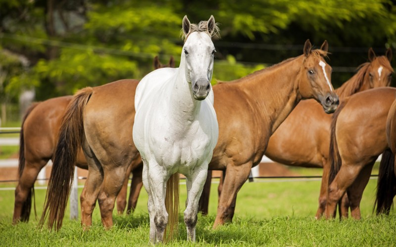 CAVALOS NO PASTO