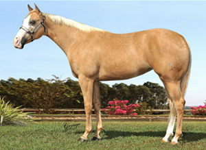 Palomino